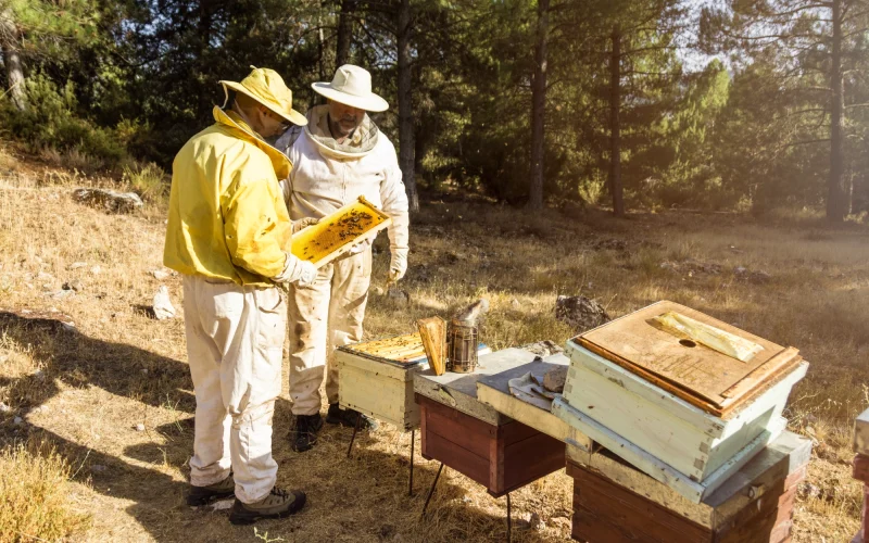 beekeepers (1) beekeepers (1)