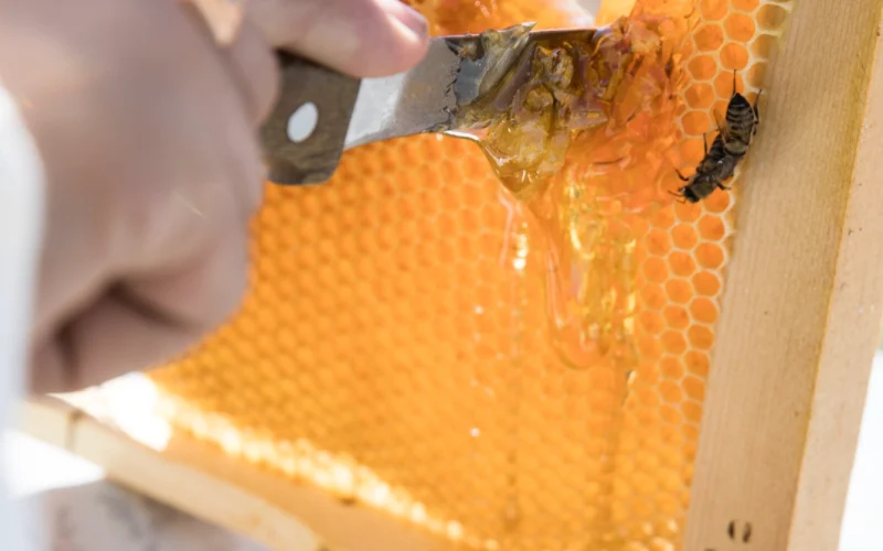 cutting-honey-from-bee-hive cutting-honey-from-bee-hive