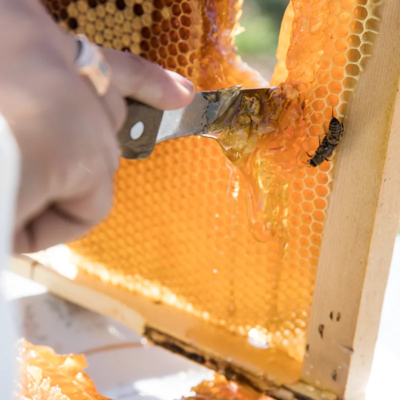 cutting-honey-from-bee-hive