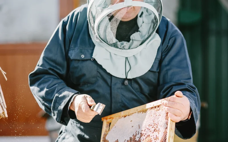 mature-man-beekeeper-works-beehive-near-hives-natural-honey-directly-from-hive mature-man-beekeeper-works-beehive-near-hives-natural-honey-directly-from-hive